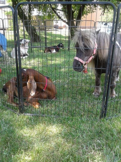 Gallery photo 3 of Masters Petting Zoo