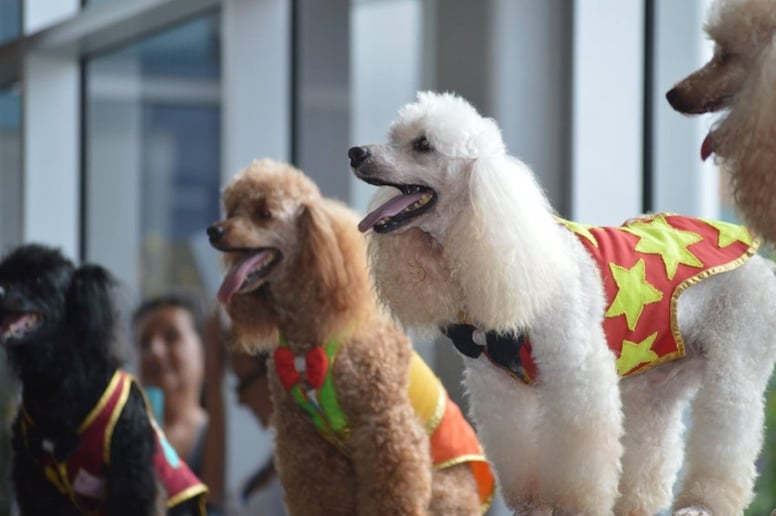 Gallery photo 9 of Circus Dog Show by Menestrelli Entertainment, LLC