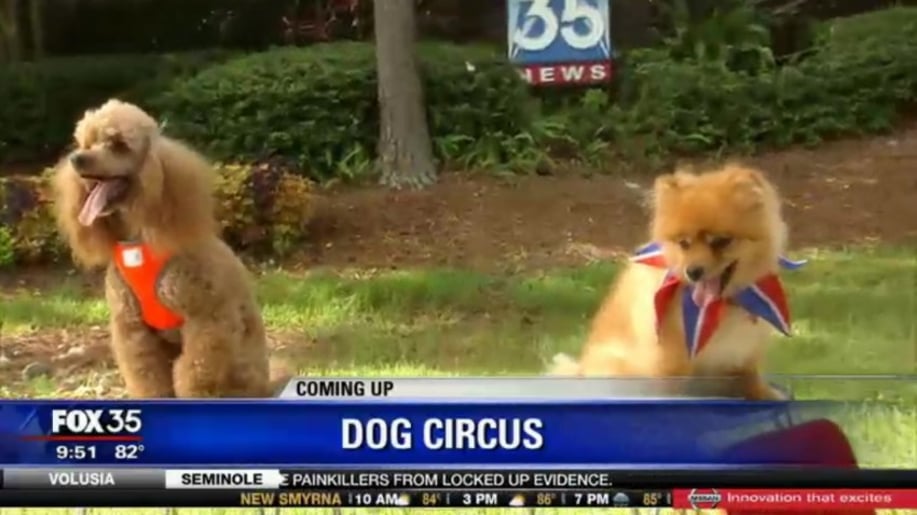 Gallery photo 10 of Circus Dog Show by Menestrelli Entertainment, LLC