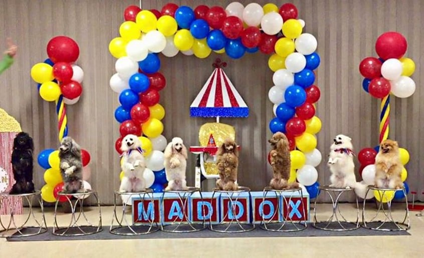 Gallery photo 8 of Circus Dog Show by Menestrelli Entertainment, LLC
