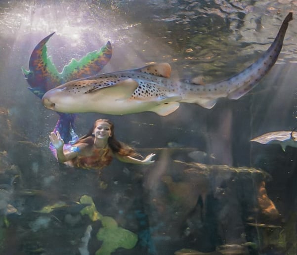 Gallery photo 4 of Mermaid Alexis