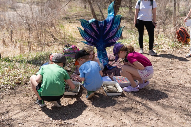 Gallery photo 4 of Mermaid Mayfly
