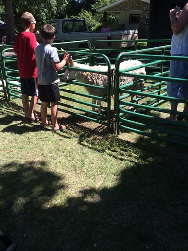 Gallery photo 7 of Meyer Petting Zoo