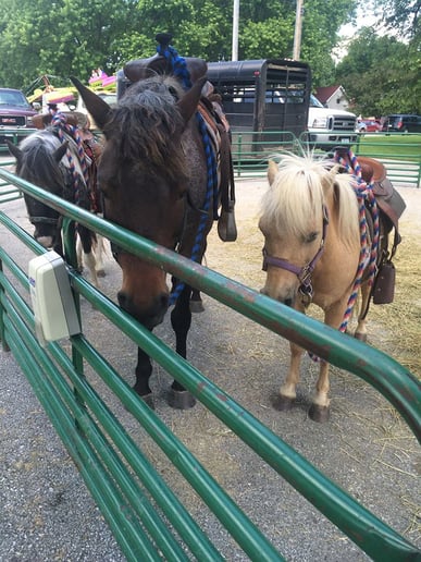 Gallery photo 8 of Meyer Petting Zoo