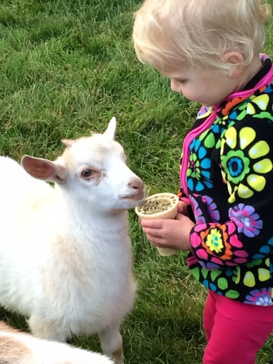 Gallery photo 9 of Meyer Petting Zoo