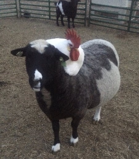 Gallery photo 10 of Meyer Petting Zoo