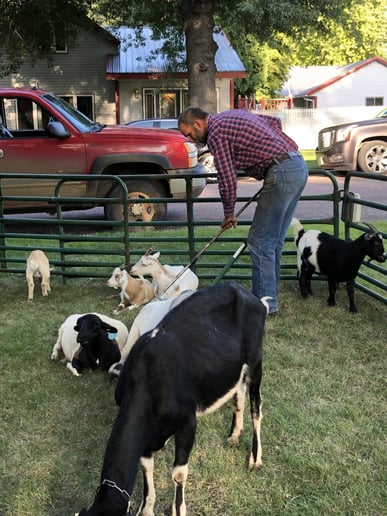 Gallery photo 16 of Meyer Petting Zoo