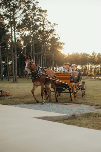 Gallery photo 1 of Mississippi Carriage Company