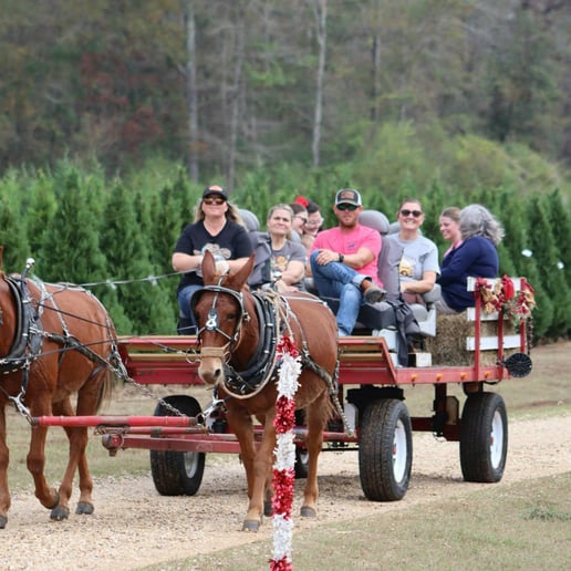 Gallery photo 8 of Mississippi Carriage Company
