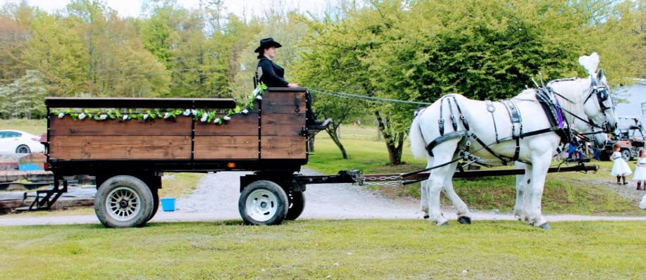 Gallery photo 10 of Misty Lane Farms Performance Horses