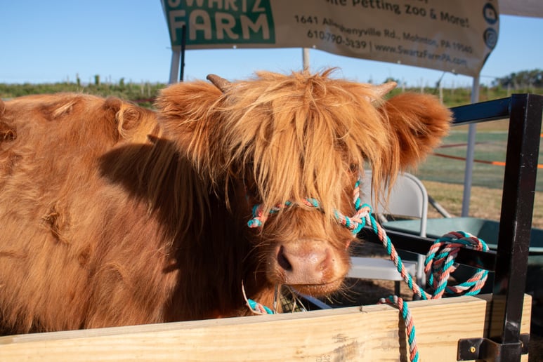 Gallery photo 5 of Swartz Farm Mobile Petting Zoo