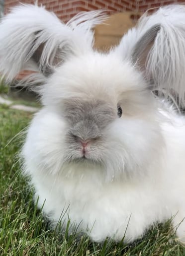 Gallery photo 7 of Swartz Farm Mobile Petting Zoo