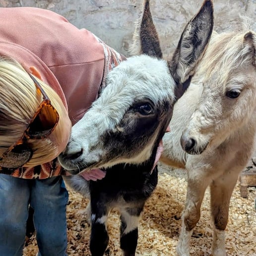 Gallery photo 8 of Swartz Farm Mobile Petting Zoo