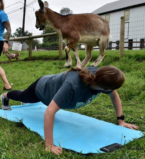 Gallery photo 9 of Swartz Farm Mobile Petting Zoo