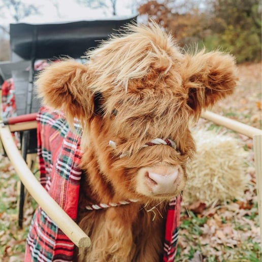 Gallery photo 2 of Swartz Farm Mobile Petting Zoo