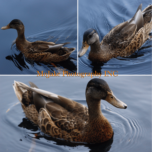 Gallery photo 4 of MoJake Photography Inc
