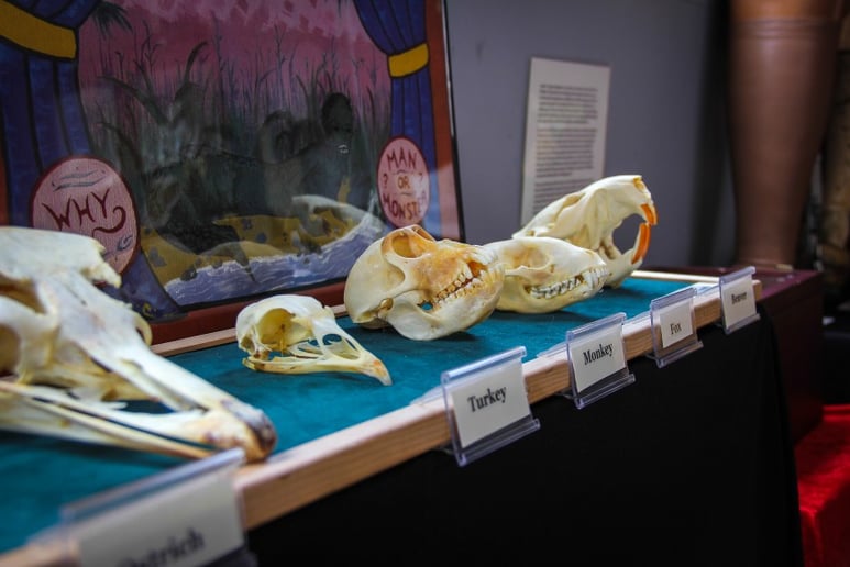 Gallery photo 1 of Museum of Curious Things
