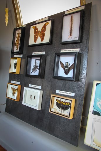 Gallery photo 6 of Museum of Curious Things