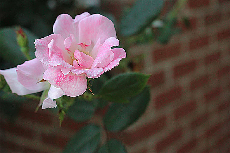 Gallery photo 7 of Nathan Jobb Photography