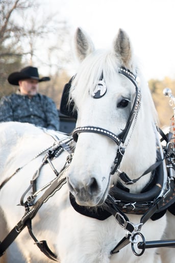 Gallery photo 6 of New England Carriage Company