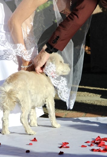 Gallery photo 7 of Niki Scioli Photography