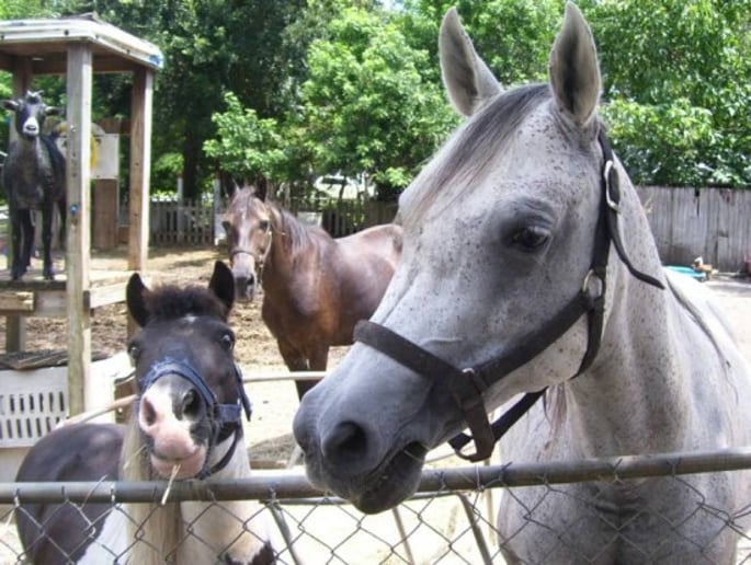 Gallery photo 1 of Noah's Landing Petting Zoo & Pony Rides