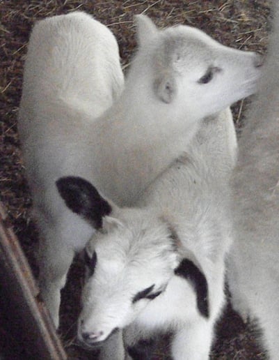 Gallery photo 2 of Noah's Landing Petting Zoo & Pony Rides