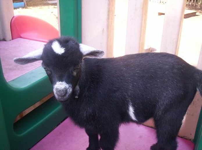 Gallery photo 4 of Noah's Landing Petting Zoo & Pony Rides