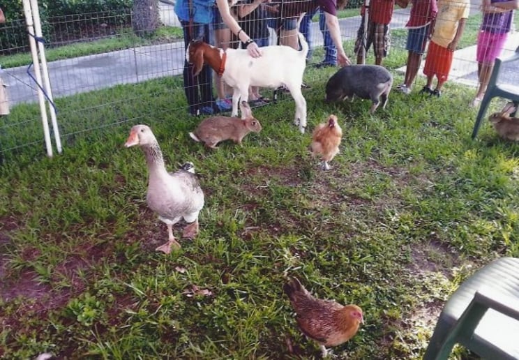 Gallery photo 5 of Noah's Landing Petting Zoo & Pony Rides