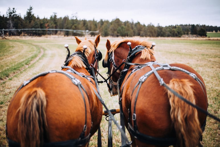Gallery photo 7 of North Pine Carriage Company