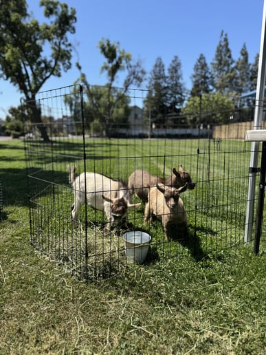 Gallery photo 8 of Oasis Family Ranch Petting Zoo