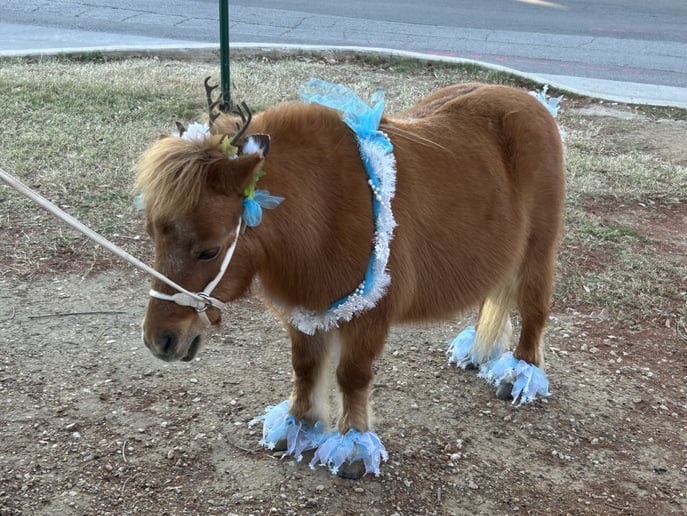 Gallery photo 1 of Pixie Ponies