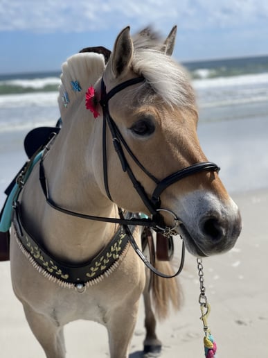 Gallery photo 2 of Palm Valley Pony Parties