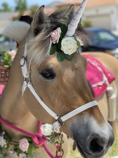 Gallery photo 4 of Palm Valley Pony Parties