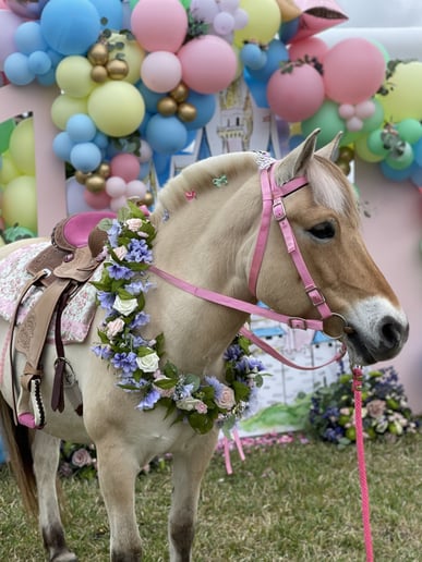 Gallery photo 5 of Palm Valley Pony Parties