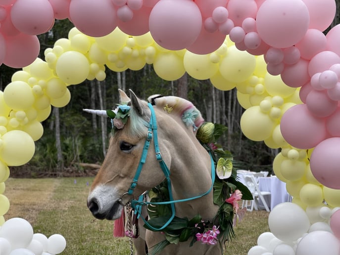 Gallery photo 6 of Palm Valley Pony Parties