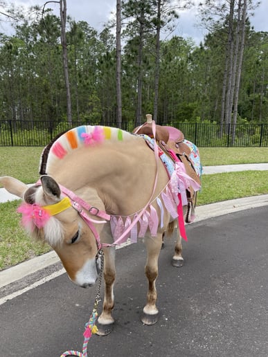 Gallery photo 9 of Palm Valley Pony Parties