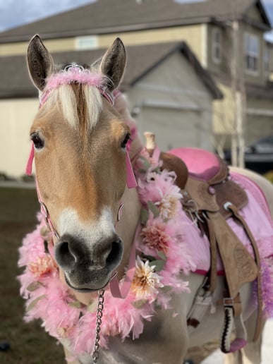 Gallery photo 10 of Palm Valley Pony Parties