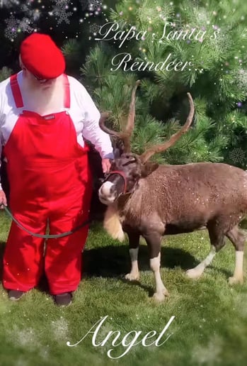 Gallery photo 4 of Papa Santa