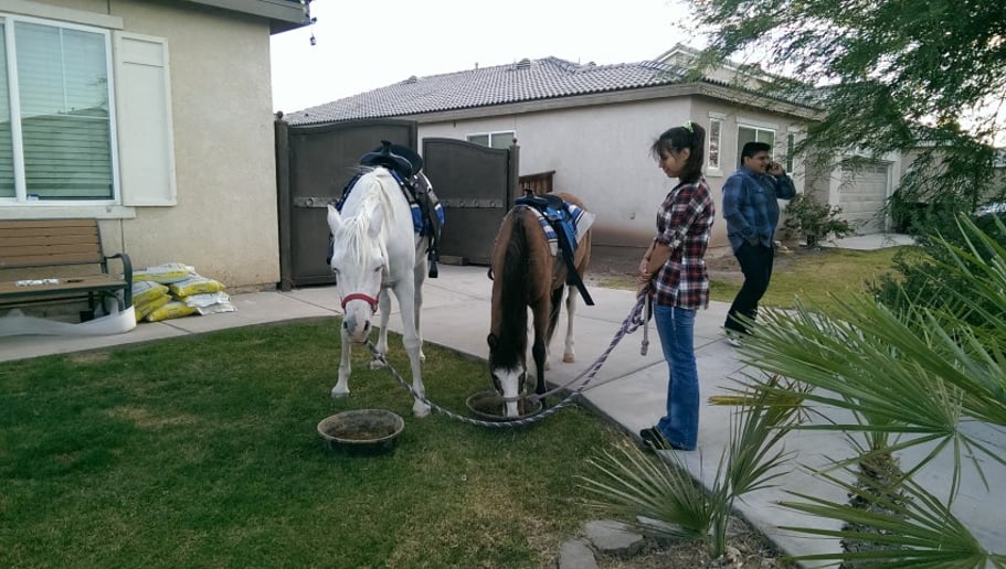 Gallery photo 6 of Party Ponies Yuma