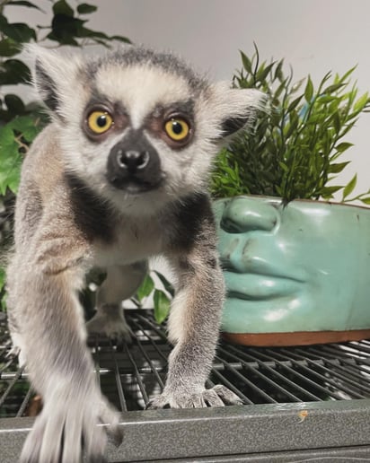 Gallery photo 8 of Party With Exotic Animals