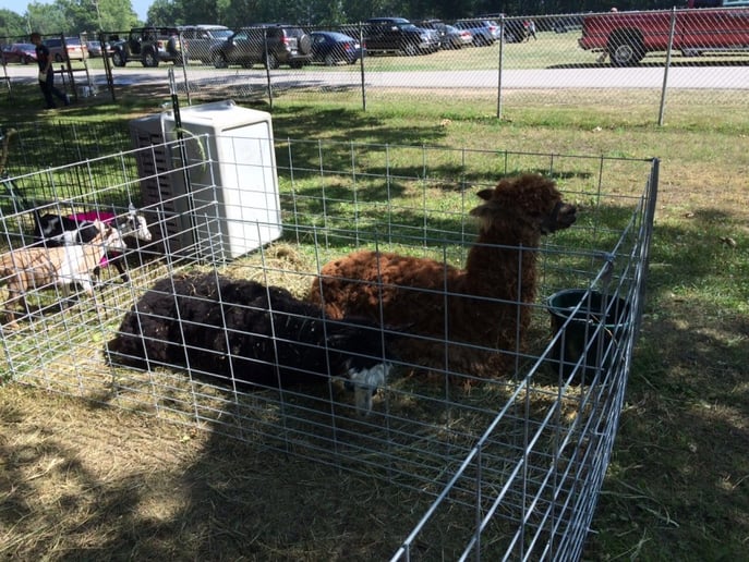 Gallery photo 2 of Patrick's Funny Farm