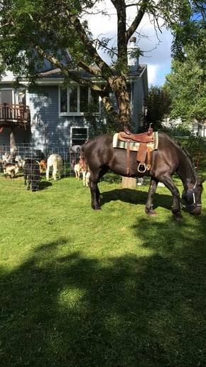 Gallery photo 3 of Patrick's Funny Farm