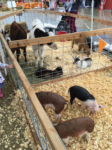 Gallery photo 7 of Patrick's Funny Farm