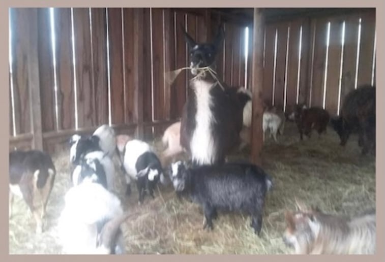 Gallery photo 5 of Peaceable Kingdom Petting Zoo