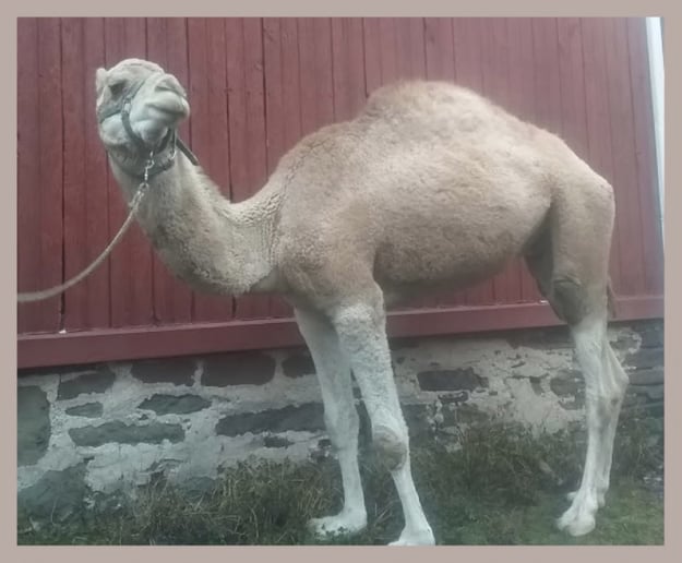 Gallery photo 2 of Peaceable Kingdom Petting Zoo