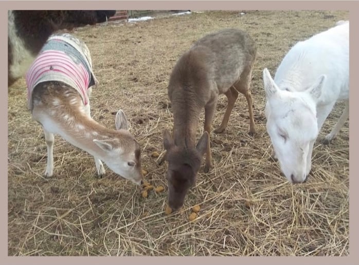 Gallery photo 6 of Peaceable Kingdom Petting Zoo