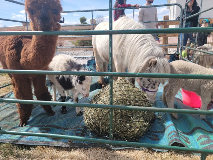 Gallery photo 4 of Peachy Farms inc