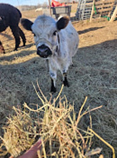 Gallery photo 7 of Peachy Farms inc