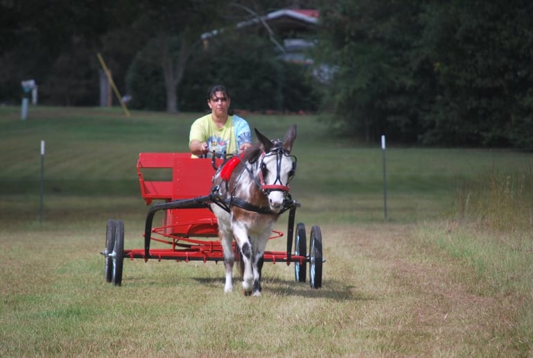 Gallery photo 4 of Perfectly Pettable Party Animals & Pony RIdes